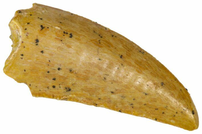 Raptor Tooth - Real Dinosaur Tooth #360994